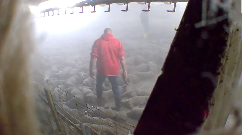 Thousands of dead and dying Iowa Select Farm pigs subjected to “ventilation shutdown” on May 19, 2020.