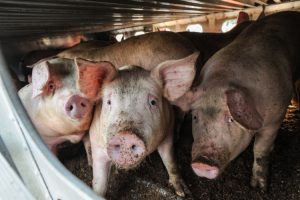 Pigs being transported to slaughter. 