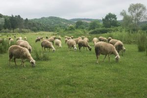 the commons - shared pasture