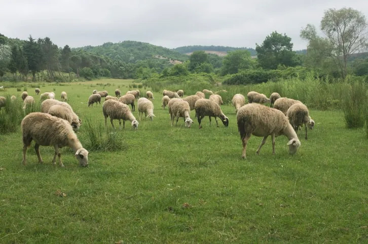 the commons - shared pasture