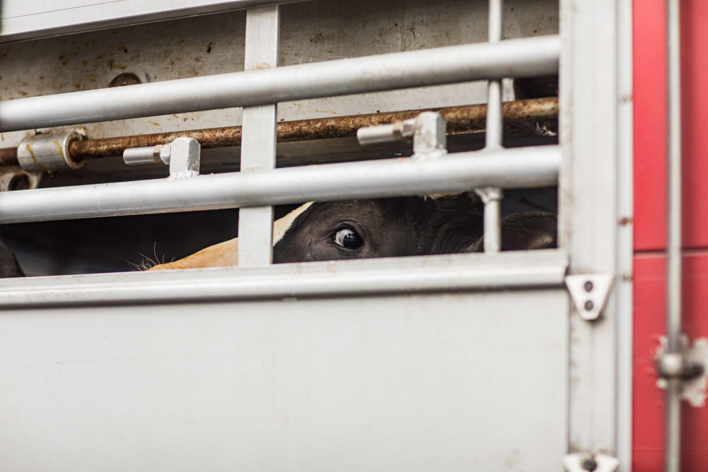 A terrified cow looks through an opening from the inside of a transport truck arriving at a Dutch slaughterhouse. 