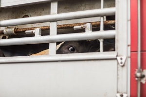 A terrified cow looks through an opening from the inside of a transport truck arriving at a Dutch slaughterhouse.